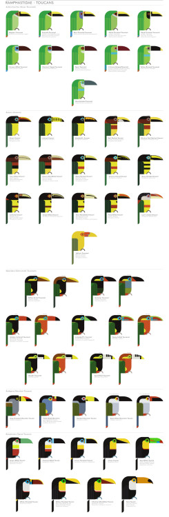 Toucans, over forty species of colorful birds in the family Ramphastidae.Larger image herePart of th