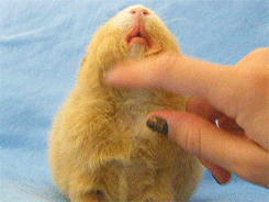 glitterpiggies:  Molly enjoying a chin rub.