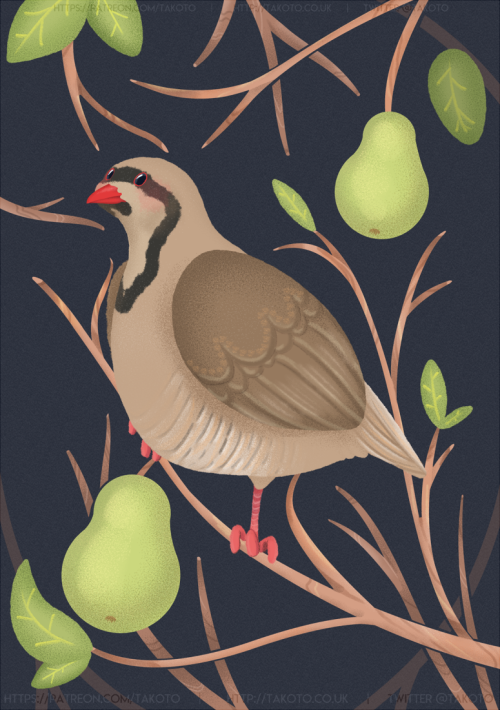 takotoillustration:A partridge, a pear tree