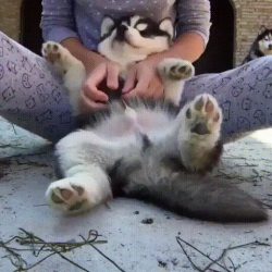 awwww-cute:  Belly tickles (Source: http://ift.tt/2wUzTnb)