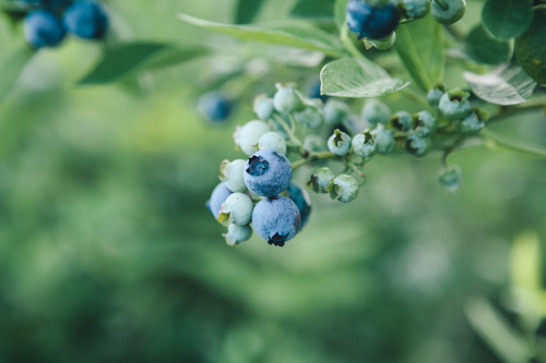 evanperigo:  Blueberry picking with Emily
