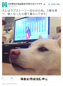 bibidebabideboo:  “犬にはラブストーリーはわからぬ。ご飯を食べ、眠くなったら寝て暮らしてきた。”(日本野虫の会@昆虫大学ありがとうです(@panchichi3)さん | Twitterから) 