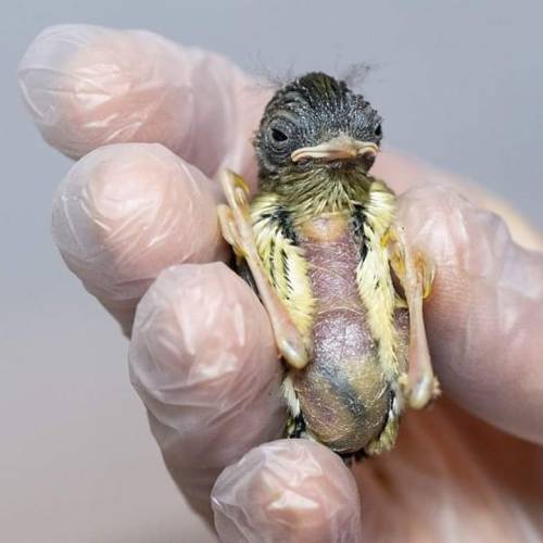 These two extremely tiny birds are, in fact, goldcrest chicks. Along with the firecrest, the goldcre