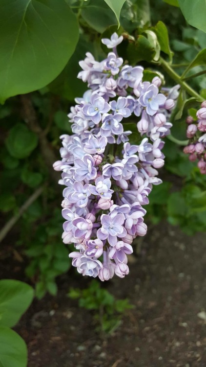 6.10.16 - Lilacs from a while ago on a walk in Boston.