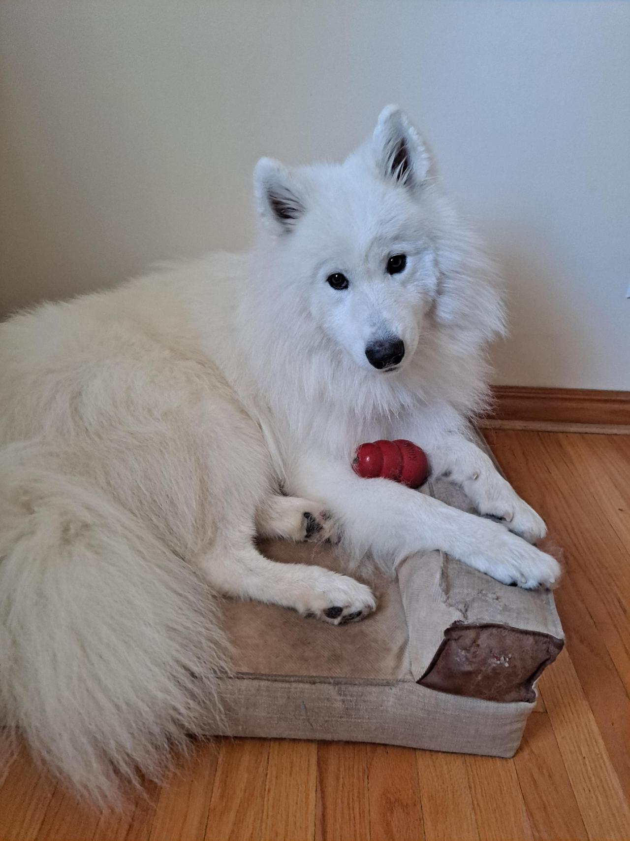 heckin clean boi. post-bath snacko