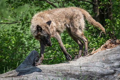 lonestray: By Wayne Christensen