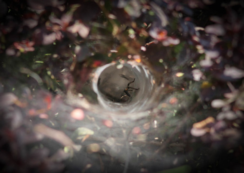 tollbridger:  I found an interesting funneled spider web and thought it was empty at first. But the home owner was currently there. I think the pictures turned out pretty cool. 