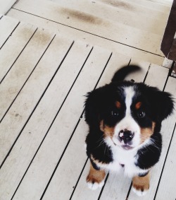 handsomedogs:  This is Belen, my good friend’s Bernese Mountain Dog. She is a tomboy who loves to wrestle, take naps, and lick your whole entire face. One of my favorite dogs, ever.  