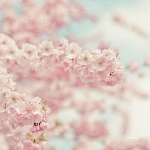 jinyeong:baby pink blossoms by {cindy}