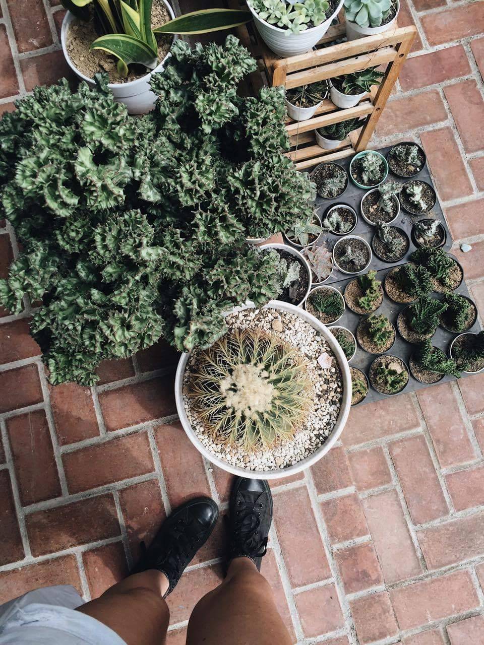 thatonenotsopopulargirl: These beauties are from a friend: @artbyevie - photography