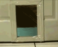 tiny-warrior:  unsuccessfulmetalbenders:  guardianofjohndave:     unsuccessfulmetalbenders:     this gif of a cat running into saran wrap basically sums up my entire life       i thought that said satan wrap     gorl imma say this once and only once