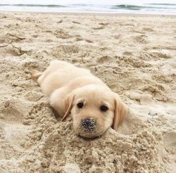 babydogdoo:  my puppy loves the beach