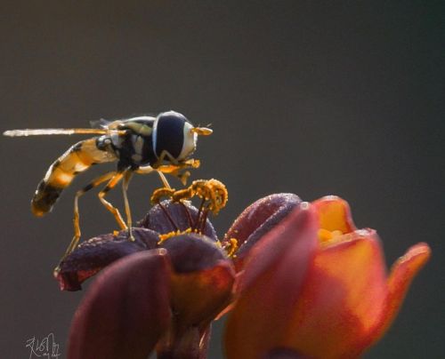 HoverFly #macro_holic #macro_vision #macro #macro_delight #macro_captures #nature #naturelovers #mac