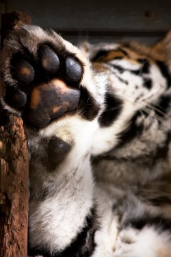 r2&ndash;d2:  Siberian Tiger Paw by (Hunterfox) 