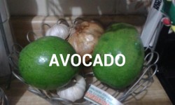 fencorrea:  Avocado Aguacate 