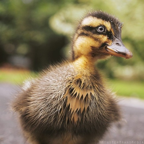 Intimidating fluff - : @monsterbrandmedia • • • #duck #bird #birdsofinstagram #ducks #babyduck #clo