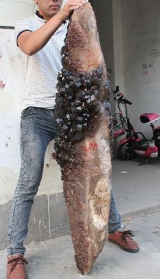 mineralists:  Huge Crocodile Skeletal Amethyst