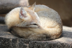 Darkphotowolf:ball Of Foxswift Foxes Are So Adorable!!! D: