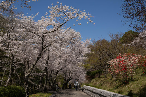 お花見日和