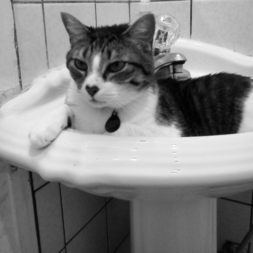 Just chillin @dangerismycat #toocool #pussy #cat #chillest #yo #washup #sinking #meow #lilboysroom #