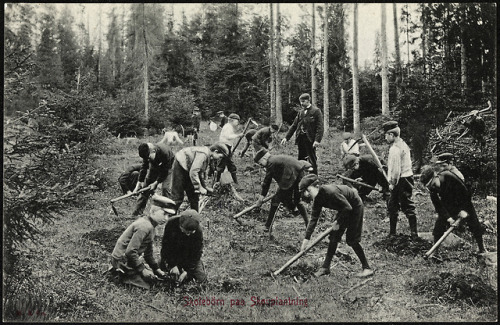 Norwegian schoolchildren planting trees, c. 1900-1904.(Nasjonalbiblioteket)