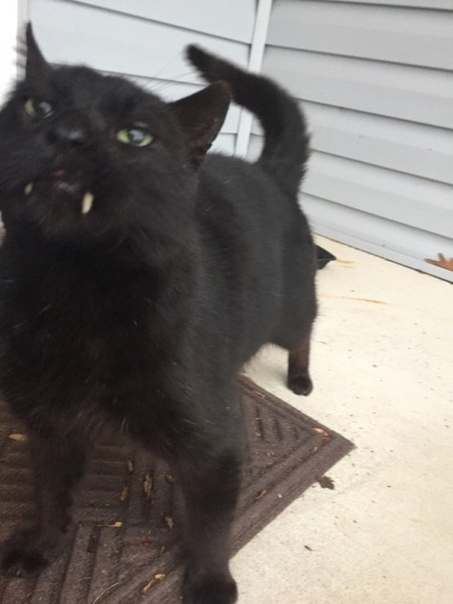 arualmeow: My toothy boi