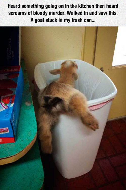 advice-animal: The Trash Can Invader