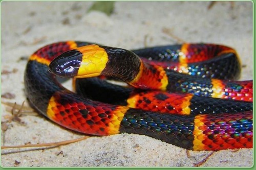 Florida black snake with yellow stripe