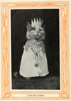 yesterdaysprint:    Kittens and Cats; A Book