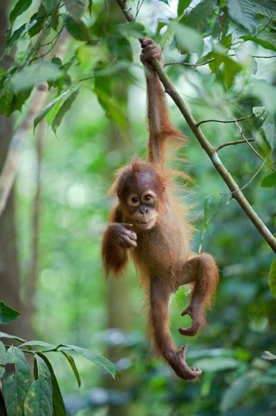 llbwwb:
“Orangutan baby by Justme
”