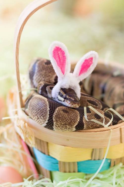 denerim:catsbeaversandducks:Snakey is a 4 year old Ball Python who loves going on adventures. Photos