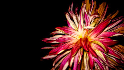 photographersdirectory:  “Stunningly Withered” - this photo is part of a collection of withering and dead flowers that’s featured in my “Flower Series” blog. 