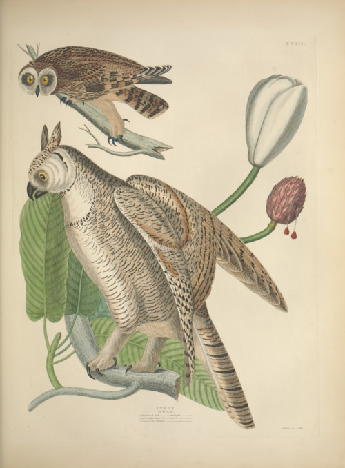 smithsonianlibraries:In anticipation of Owl Awareness Day (August 4), we offer some slightly cartoon