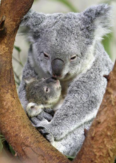 magicalnaturetour:Oliver the Koala Comes out to Play ~ Photo credits Riverbanks Zoo via Zooborns