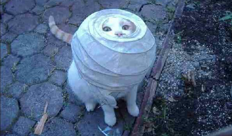 8 Cats That Embody The Struggles of Binding