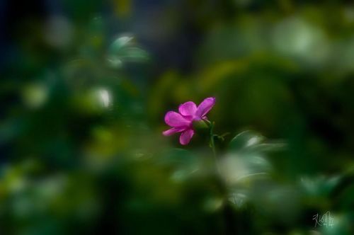 Lost #flowersofinstagram  #floral_shots  #exquisitepics20_floral  #exquisitepics20_macro  #9vaga_flo