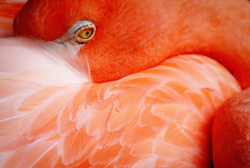 enstasis:  Flamingos are not really pink.