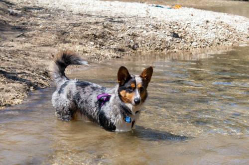 emmathebean:teslacardi:  Yesterday miss emmathebean and I went hiking and swimming at a nature preserve.  We got super muddy and were able to clean off in the creeks!  Super thankful that emma’s mom took pictures of me!  Hope we can do it again but