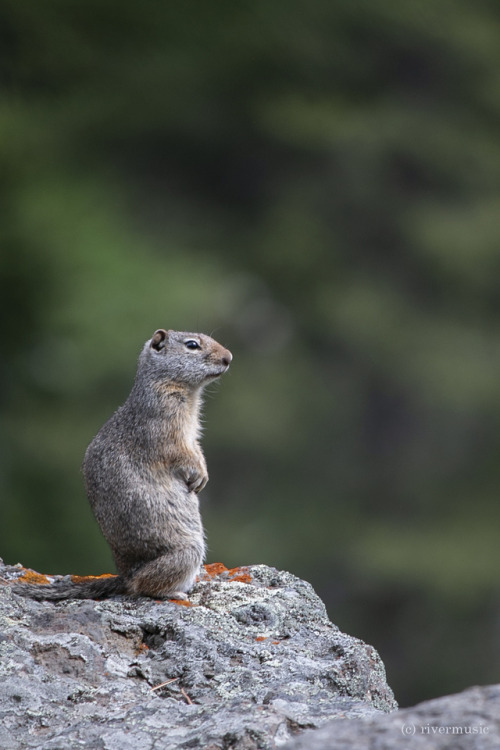 The Sentry&copy; riverwindphotography, July, 2019