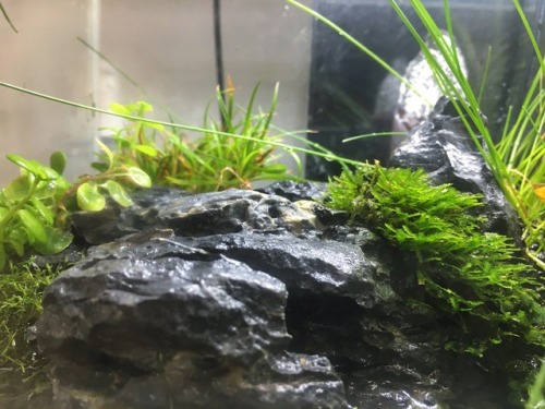 Update of my nano paludarium It is built on a fluval edge with LED from chihiros. Summer has been th