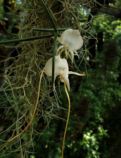 orchid-a-day: Angraecum scottianum Syn.: