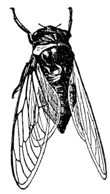 encadenamentto:  cicada 