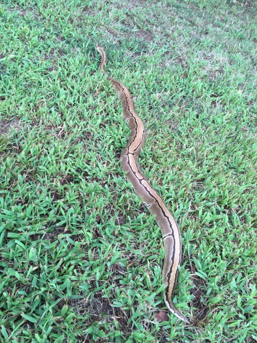 minderlynnreptiles:That dorsal stripe. Love clean pins.