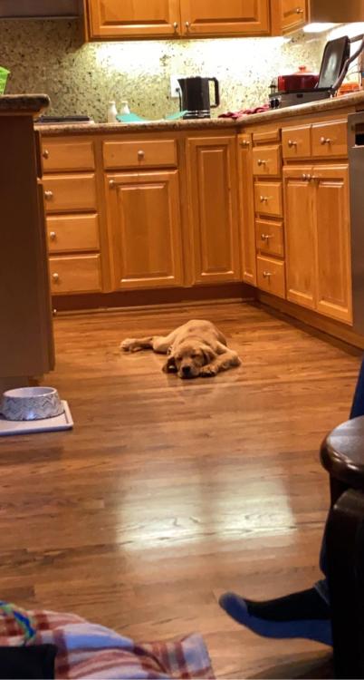 golden-retriever-overload