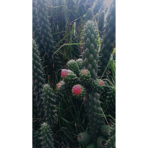 I&rsquo;m a cactus . . . . . . . . . . . . . . . . . #picture #cactus #plants #greeen #flower https