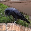 voidbirds:Watch this Raven have a crisis with me 