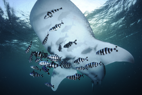 photo by marine biologist thomas peschak taken in the gulf of tadjoura, djibouti