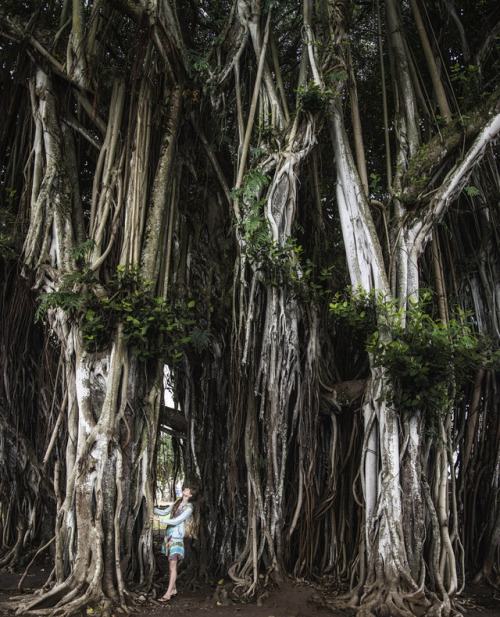 Giant Banyan Tree