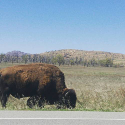 Sex Throwback to Oklahoma, where the Bison roam. pictures