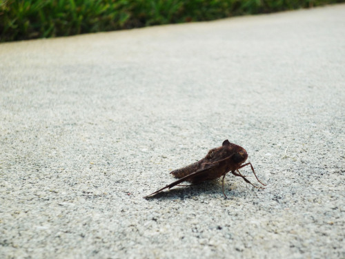 cicada